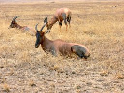 serengeti_10_20160224_1285566212