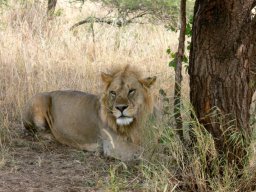 serengeti_14_20160224_1633658242