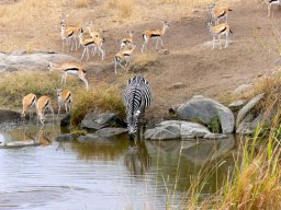 serengeti_20_20160224_1299505485