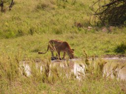 serengeti_4_20160224_2043649806