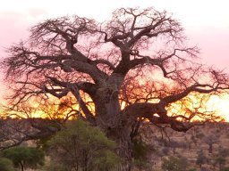 tarangire_11_20160224_1960968999