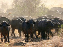 tarangire_15_20160224_1911980895