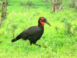 tarangire_19_20160224_1901960191