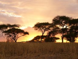 tarangire_9_20160224_1035072418